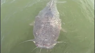 HUGE Flathead Catfish Sneaks Up On Fisherman