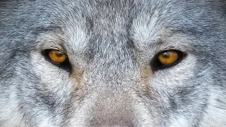 Волки выходят на вабу. Wolf howling.