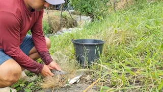 CAIU FORTES CHUVAS NA REGIÃO, MUITO PEIXE DESCENDO RIACHO A BAIXO!