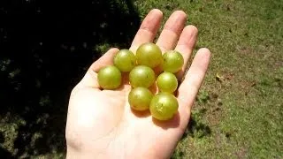 How to root a Muscadine Vine -- How to grow Scuppernong Vine