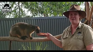 Lumholtz Tree Kangaroo!