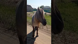 Дикие лошади. село Кузомень, Терский район, Мурманская область.