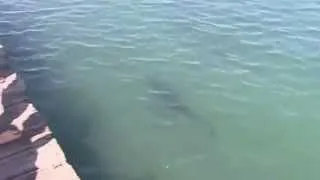 нападение акул/Shark Attack