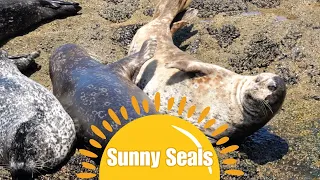 Sunny Seals (with seal boxing) | Lumix GH6