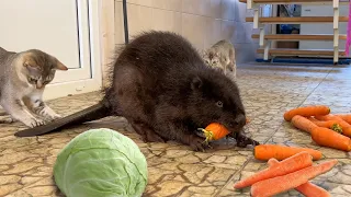 THE BEAVER HAS BEEN IN THE VEGETABLE STORAGE! / Sand cat delighted with carrots