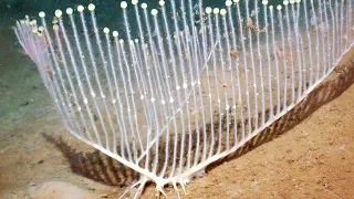 Chondrocladia lyra, also known as the harp sponge,  it is a mysterious marine predator. It clings to