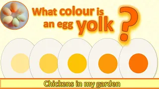 What colour is an egg yolk? Do you think you know? And do you know why?