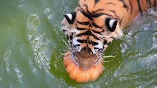 Водное поло в бассейне тигров :) Тайган | Water polo in the pool with tigers :) Taigan