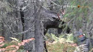 Löshundsjakt på älg 2020 trailer