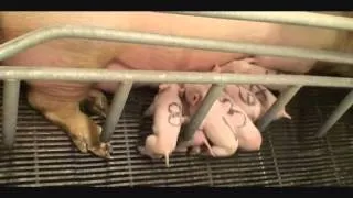 Piglets Nursing (Black Litter) Round 2