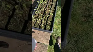 leaf curl in tomato seedlings