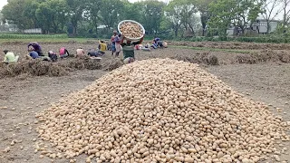 লৌহজং উপজেলায় আলু তোলা হচ্ছে