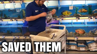 BUYING ALL THE DYING OSCAR FISH FROM PETSMART!