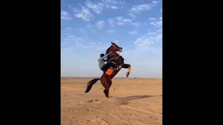 Арабская лошадь ❤️🐎