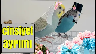 MUHABBET KUŞU CİNSİYETİ NASIL ANLAŞILIR | Muhabbet Kuşu Cinsiyet Ayrımı