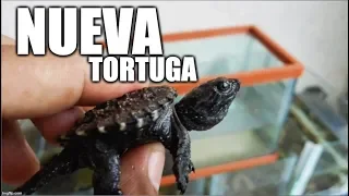 nueva tortuga