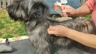 Skye Terrier puppy - hair styling in 5 minutes + teeth show