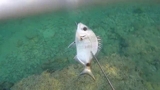 Spearfishing in Adriatic Pt. 1