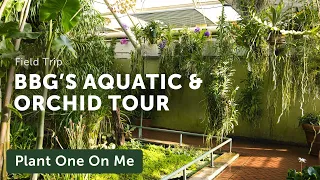 Tour Brooklyn Botanic Garden's AQUATIC & ORCHID House