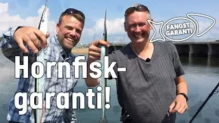 Fangstgaranti: Hornfisk i Hvide Sande