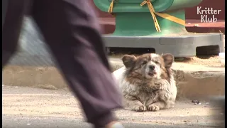 Dog Waits In Tears For 10 Years, Longing For Her Owner To Come Back | Animal in Crisis EP60