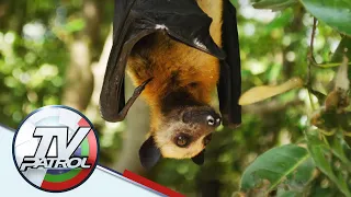 Alam N'yo Ba: Ano ang flying fox?  | TV Patrol