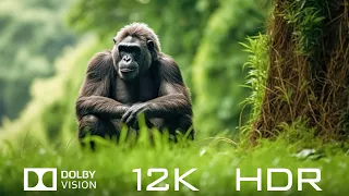 Dolby Vision 12K HDR 60fps - Natural Animals And Relaxing Piano Music