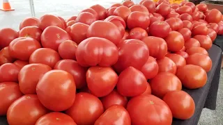 Picking 1580 lbs of Tomatoes!