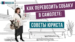 Как перевозить собаку в самолете: советы юриста