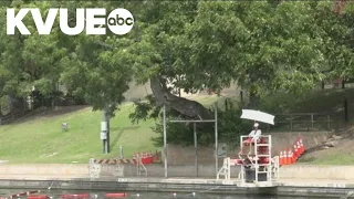 Historic tree at Barton Springs Pool diagnosed with deadly fungus | KVUE