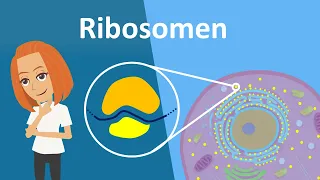 Ribosomen - Translation, Aufbau & Funktion | Studyflix