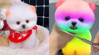 Tik Tok  Chó Phốc Sóc Mini 😍 Funny and Cute Pomeranian 😺🐶 | cute animals 430