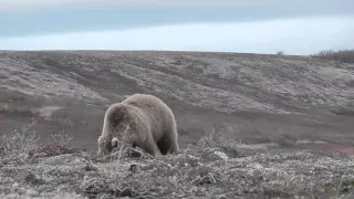 2015 Охота на медведя на полуострове Аляска