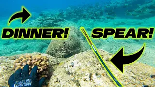 Catching Dinner with a Pole Spear!  Spear Fishing in Hawaii - Freediving the Pacific 🤙