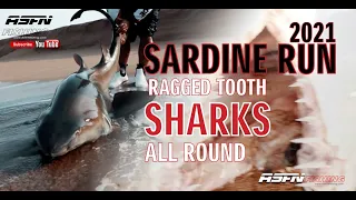 Ragged Tooth SHARKS all round! ​⁠| ASFN Sardine Run 2021