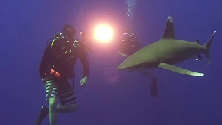 Oceanic Whitetip Shark, Red Sea (Director's Cut)