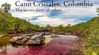 Discover the Breathtaking Caño Cristales: Colombia's Vibrant River