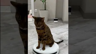 Кот катается на роботе-пылесосе.