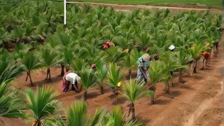 Secrets Of Mass Coconut Production - Coconut Harvesting and Processing for Oil and Sugar