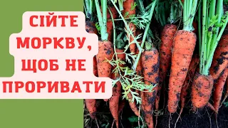 МОРКВА ЗІЙШЛА, А СІЮ ЗИМОВУ, але  ІНШИМ СПОСОБОМ. ПРОРИВАТИ буду тільки на салати.