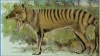 Animal X Natural Mystery Unit - The Mystery of the Thylacine