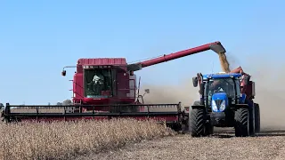 Case 2388 arrancamos la cosecha de soja 2024 en argentina