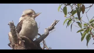 Laughing Kookaburra - Western Australia