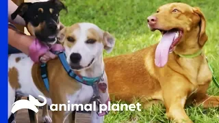 Two Pups Are Looking For A New Brother To Add To Their Family | Pit Bulls & Parolees