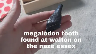 Megalodon tooth found at walton on the naze essex!