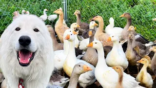 Toby Dog: Guardian of the Goslings