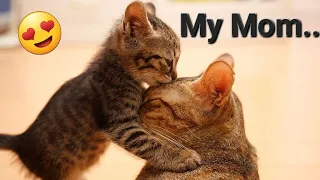 My Mom.. 😍 || Best Cat Mom And Kitten's Lovely Moment 2024 🤩  #catsbathtime #kitty #pets4relax