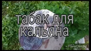 Как сделать табак для кальяна в домашних условиях