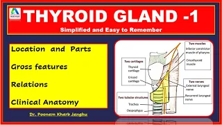 Thyroid  gland anatomy | Thyroid gland | Thyroid gland -  parts, relations and clinical anatomy |