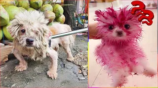 Tik Tok Chó Phốc Sóc Mini 😍 Funny and Cute Pomeranian #313